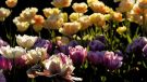 Wrocław: Kolorowe tulipany i kiermasz w Ogrodzie Botanicznym